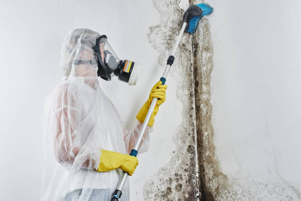Best Mold Testing and Inspection Services in Pleasant Run Farm, OH