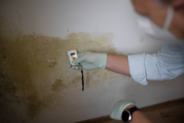 Best Residential Mold Remediation in Pleasant Run Farm, OH