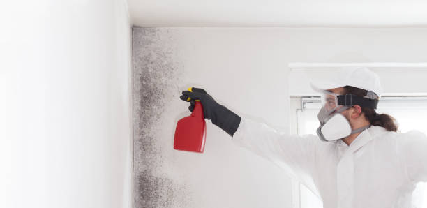 Best Attic Mold Remediation in Pleasant Run Farm, OH