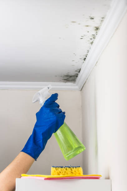 Best Preventive Mold Services in Pleasant Run Farm, OH